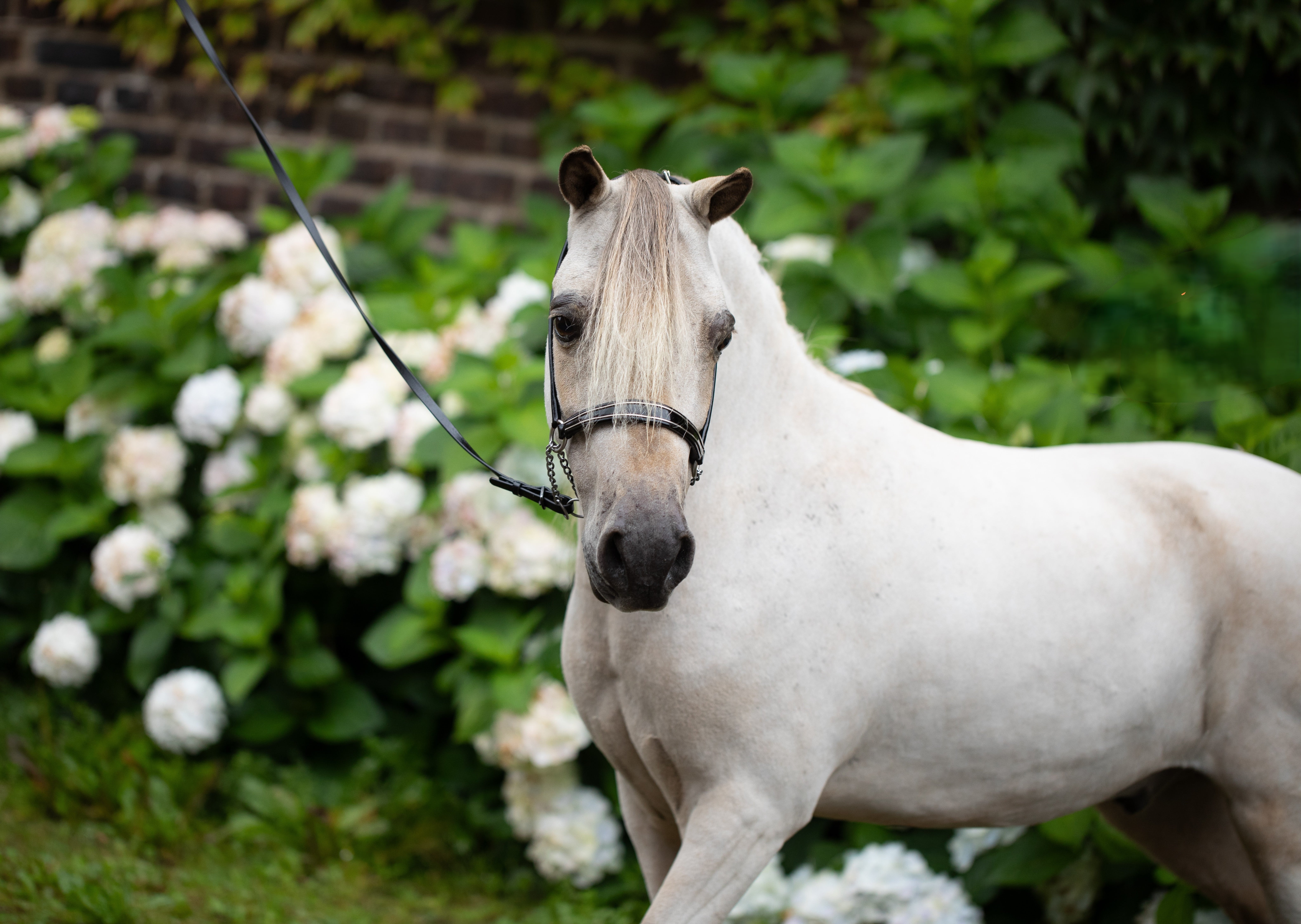 Al Pacino is a Superstar