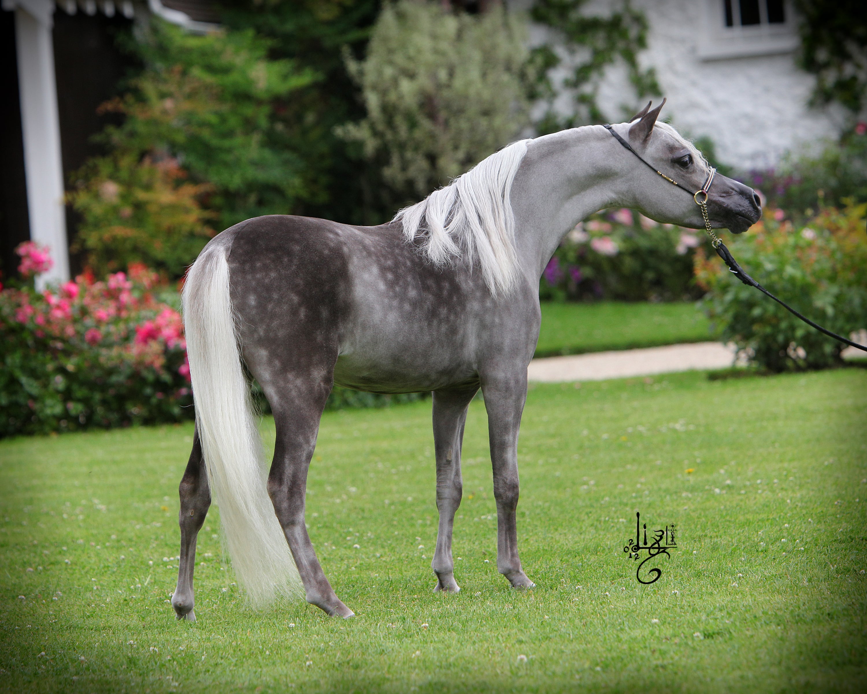 BMS Redi Westernboys Diamond Star