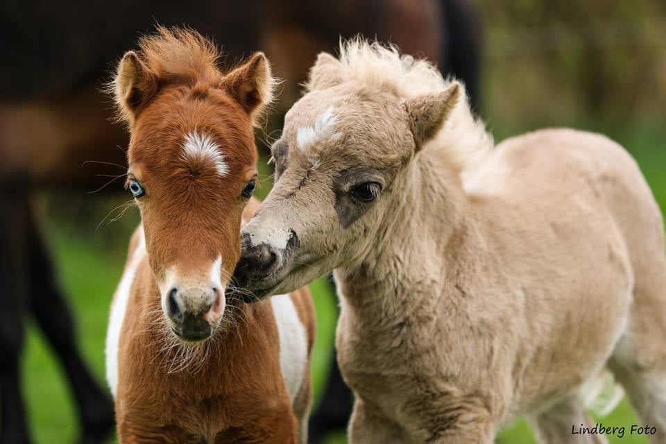 Bow Stamino JP & Western Roxanne JP - 2017